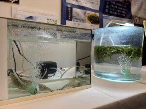 ワボウ電子の養殖するおうみ海老と海ぶどう